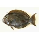 Acanthurus mata (Cuvier, 1829)