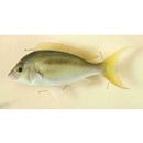 Scolopsis monogramma (Cuvier, 1830)