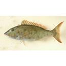 Lethrinus rubrioperculatus Sato, 1978