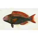 Cetoscarus ocellatus (Valenciennes, 1840)