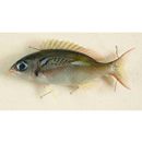 Scolopsis xenochrous Gunther, 1872