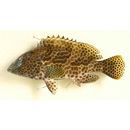 Epinephelus merra Bloch, 1793