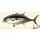 Thunnus albacares (Bonnaterre, 1788)