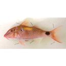 Parupeneus indicus (Shaw, 1803)