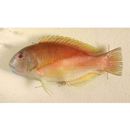 Choerodon robustus (Gunther, 1862)