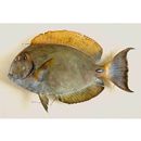 Acanthurus dussumieri Valenciennes, 1835