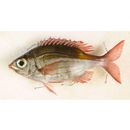 Gnathodentex aureolineatus (Lacepede, 1802)