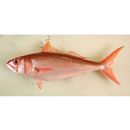 Etelis radiosus Anderson, 1981