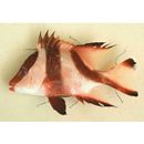 Lutjanus sebae (Cuvier, 1828)