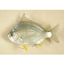 Gerres erythrourus (Bloch, 1791)