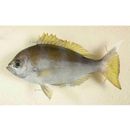 Paracaesio kusakarii Abe, 1960