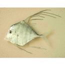 Alectis indica (Ruppell, 1830)