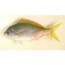 Caesio cuning (Bloch, 1791)