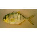 Gnathanodon speciosus (Forsskal, 1775)