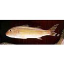 Upeneus vittatus (Forsskal, 1775)