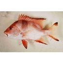 Lutjanus sebae (Cuvier, 1828)