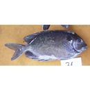 Siganus punctatus (Schneider, 1801)