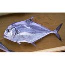 Alectis ciliaris (Bloch, 1787)