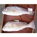 Diagramma pictum (Thunberg, 1792)