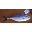 Alepes vari (Cuvier, 1833)