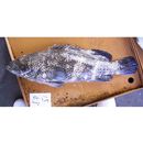 Epinephelus malabaricus (Schneider, 1801)