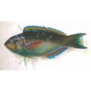 Scarus chameleon Choat et Randall, 1986