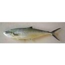 Scomberoides lysan (Forsskal, 1775)