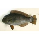 Bolbometopon muricatum (Valenciennes, 1840)