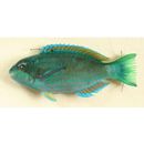 Scarus globiceps Valenciennes, 1840