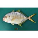 Gnathanodon speciosus (Forsskal, 1775)