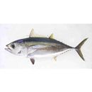 Thunnus obesus (Lowe, 1839)