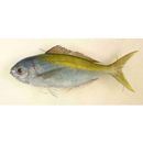 Paracaesio xanthura (Bleeker, 1869)