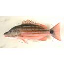 Lutjanus decussatus (Cuvier, 1828)