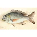 Monotaxis grandoculis (Forsskal, 1775)