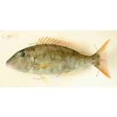 Lethrinus ravus Carpenter et Randall, 2003