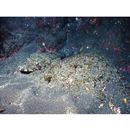 Inegocia ochiaii Imamura, 2010