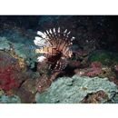 Pterois volitans (Linnaeus, 1758)
