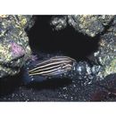 Grammistes sexlineatus (Thunberg, 1792)