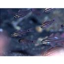 Ostorhinchus doederleini (Jordan et Snyder, 1901)