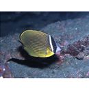 Chaetodon auripes Jordan et Snyder, 1901