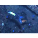 Labroides bicolor Fowler et Bean, 1928