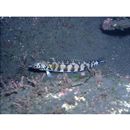 Parapercis kamoharai Schultz, 1966