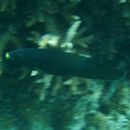 Labrichthys unilineatus (Guichenot, 1847)