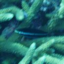 Labrichthys unilineatus (Guichenot, 1847)