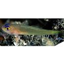 Trimma imaii Suzuki et Senou, 2009