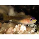 Trimma imaii Suzuki et Senou, 2009