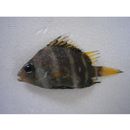 Hapalogenys mucronatus (Eydoux et Souleyet, 1850)