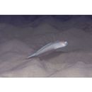 Oxymetopon compressus Chan, 1966