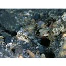 Vanderhorstia rapa Iwata, Shibukawa et Ohnishi, 2007