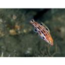 Bodianus rubrisos Gomon, 2006